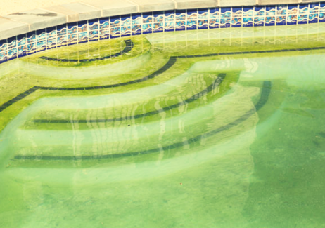 entretien piscine algue moutarde